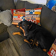 Opie is registered to the contest to win money with this photo: dog, doberman, couch, sofa, pillow, indoor, pet, animal, relaxed, brown, black, fur, resting, home, living_room, decor, comfort, canine, laying, domestic