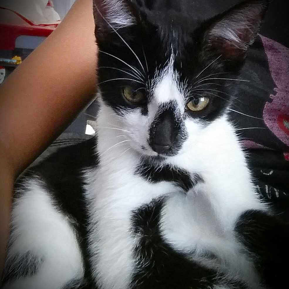 Junk a rejoint le concours — aidez-le/la à gagner de superbes lots !