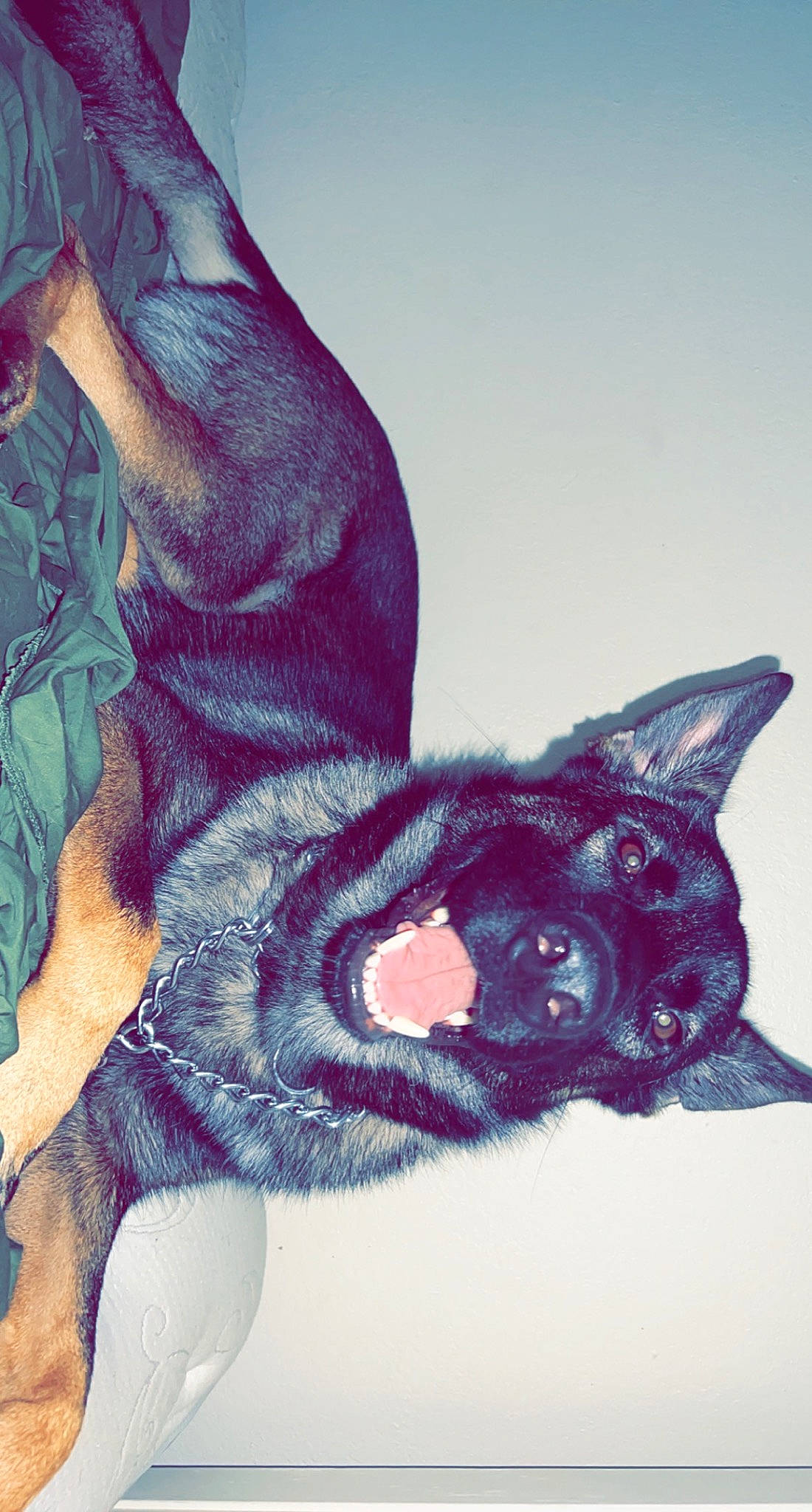 Zeus is registered to the contest to win money with this photo: art, black_cat, canidae, dog_breed, drawing, electric_blue, fashion_accessory, fawn, felidae, fictional_character, fur, illustration, magenta, paint, painting, small_to_medium_sized_cats, snout, tail, visual_arts, whiskers