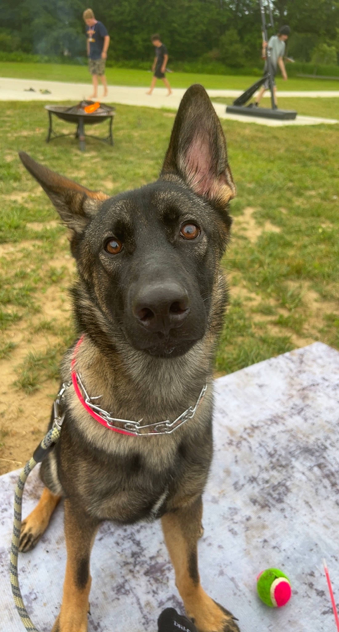 Zeus is registered to the contest to win money with this photo: canidae, carnivore, collar, companion_dog, dog, dog_breed, dog_collar, dog_supply, east_european_shepherd, fawn, fur, grass, guard_dog, herding_dog, non_sporting_group, pet_supply, snout, sporting_group, working_animal, working_dog