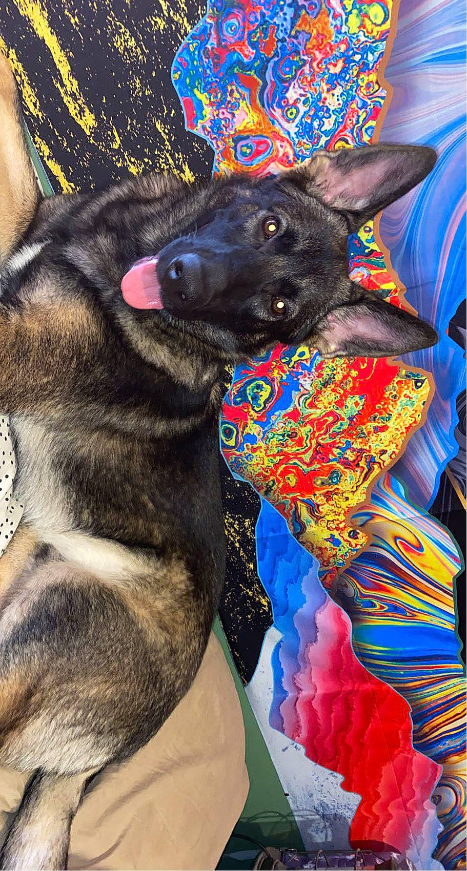 Zeus joined the competition — help win amazing prizes! art, blue, canidae, carnivore, collar, comfort, companion_dog, dog, dog_breed, dog_supply, electric_blue, fawn, fur, linens, pattern, snout, sporting_group, toy_dog, whiskers, working_animal