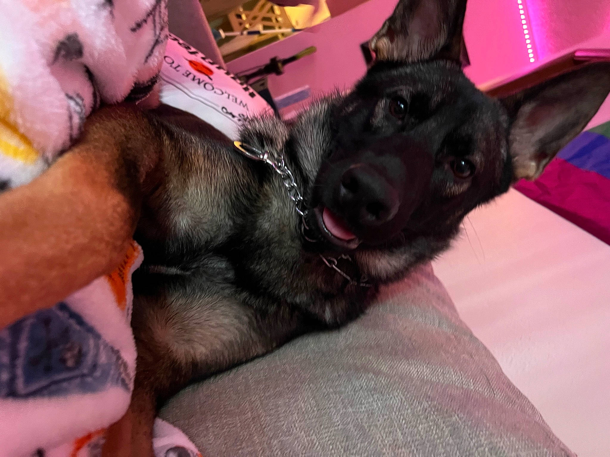 Zeus is registered to the contest to win money with this photo: canidae, carnivore, collar, comfort, companion_dog, dog, dog_breed, dog_collar, ear, fawn, fur, gesture, guard_dog, lap, non_sporting_group, snout, sporting_group, whiskers, working_dog