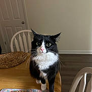 Elvis is registered to the contest to win money with this photo: cat, black_and_white, table, placemat, chair, wooden_table, domestic_cat, indoor, pet, curious, whiskers, floor, door, furniture, white_chair, close_up, looking, animal, household, mammal