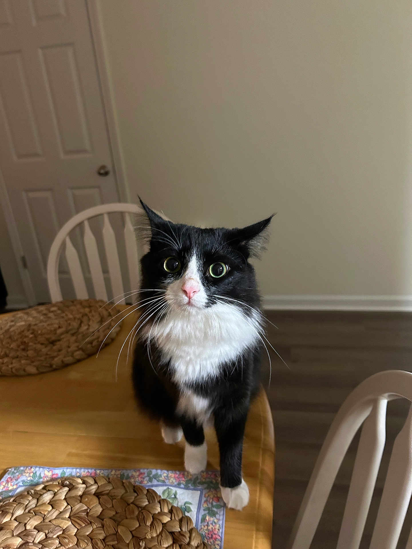 Elvis is registered to the contest to win money with this photo: cat, black_and_white, table, placemat, chair, wooden_table, domestic_cat, indoor, pet, curious, whiskers, floor, door, furniture, white_chair, close_up, looking, animal, household, mammal