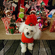 Dexter joined the competition — help win amazing prizes! dog, white_dog, christmas_outfit, holiday_hat, christmas_decorations, stockings, wrapped_presents, plush_toys, grinch, reindeer, christmas_bows, festive_scene, carpet, indoor, holiday_spirit, cute_dog, holiday_display, red_and_green, christmas_tree, ornaments