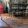 black_and_tan, bookshelf, carpet, chairs, dining_room, dog, family_photos, flowers, furniture, home, indoor, mop, pet, portrait, puppy, sitting, table, trash_bin, vacuum_cleaner, wooden_floor