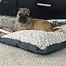 Kaylie joined the competition — help win amazing prizes! dog, pet, bed, carpet, furniture, indoor, resting, fluffy, small_dog, brown_fur, animal, cute, canine, home, relaxed, toy, cozy, laying_down, domestic_animal, fur