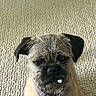 Kaylie is registered to the contest to win money with this photo: dog, pet, scruffy, brown, collar, sitting, carpet, beige, indoor, fur, small_dog, cute, animal, face, expression, looking_up, whiskers, snout, closeup, texture