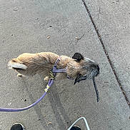 Kaylie is registered to the contest to win money with this photo: dog, leash, sidewalk, concrete, stick, small_dog, walking, outdoor, pet, canine, footwear, black_sneakers, shadow, daylight, casual, animal, walking_dog, pavement, active, brown_dog