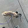 dog, leash, sidewalk, concrete, stick, small_dog, walking, outdoor, pet, canine, footwear, black_sneakers, shadow, daylight, casual, animal, walking_dog, pavement, active, brown_dog