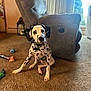 dalmatian, puppy, dog, carpet, living_room, recliner, chair, toy, window, curtains, pet, indoor, brown_carpet, spot_pattern, cute, sitting, floor, collar, animal, home