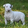 puppy, dog, white_dog, black_eye_patch, animal, pet, canine, grass, outdoors, nature, standing, portrait, close_up, floppy_ears, short_fur, playful, adorable, garden, greenery, photography