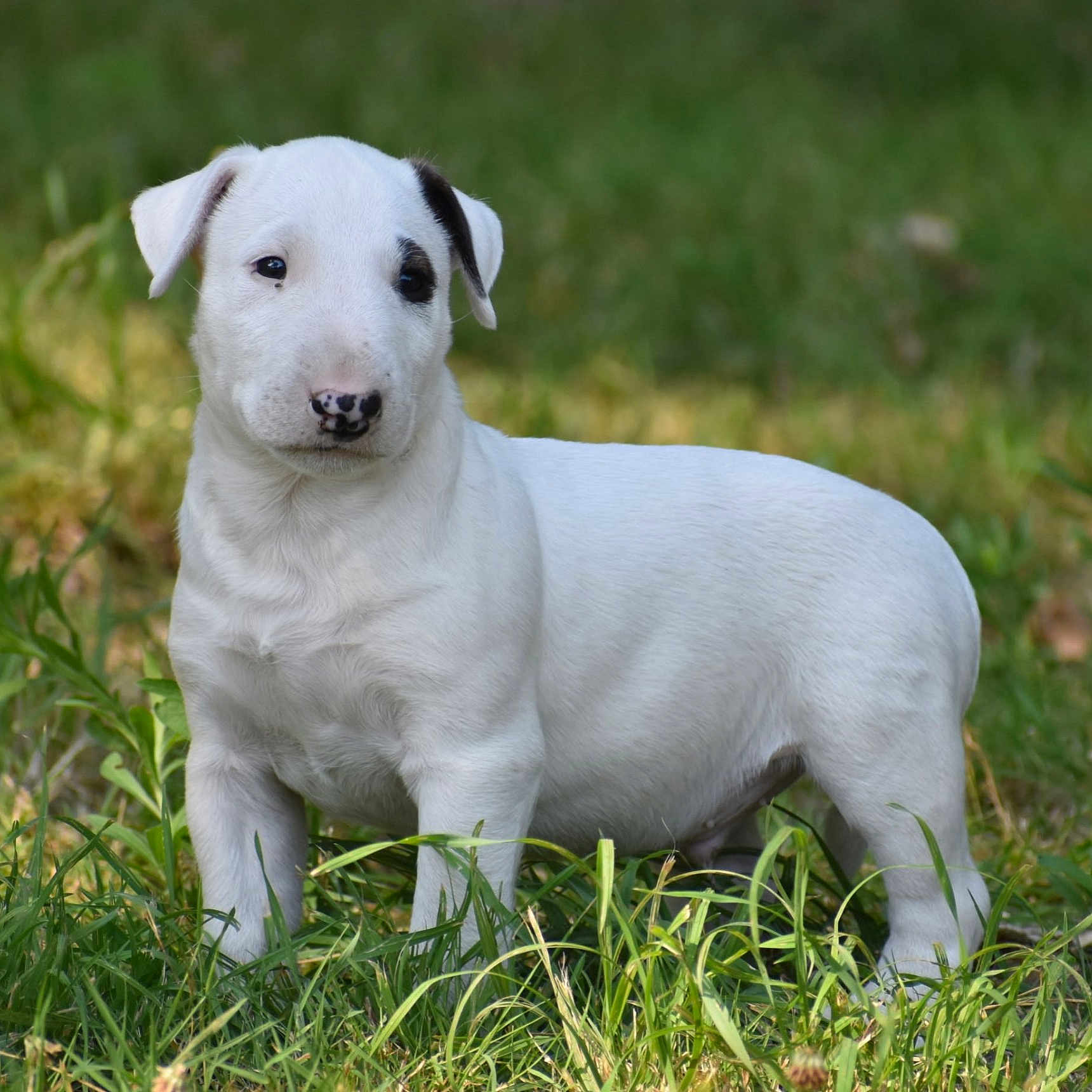 Dior a rejoint le concours — aidez-le/la à gagner de superbes lots ! puppy, dog, white_dog, black_eye_patch, animal, pet, canine, grass, outdoors, nature, standing, portrait, close_up, floppy_ears, short_fur, playful, adorable, garden, greenery, photography
