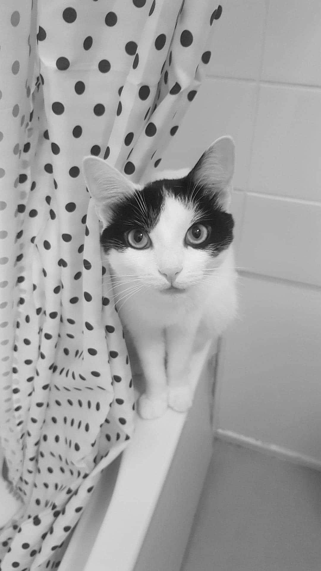 Népal a rejoint le concours — aidez-le/la à gagner de superbes lots ! aegean_cat, american_wirehair, black_and_white, carnivore, cat, domestic_short_haired_cat, european_shorthair, eye, felidae, kitten, ojos_azules, polydactyl_cat, small_to_medium_sized_cats, snout, style, tabby_cat, whiskers