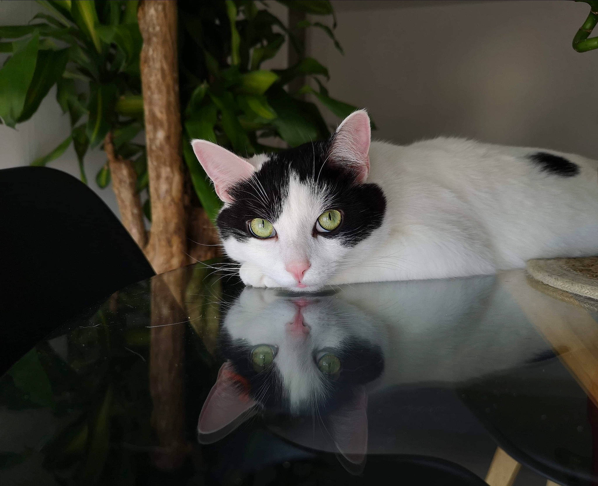 Népal participe au concours pour gagner de l'argent avec cette photo : aegean_cat, american_wirehair, black_and_white, carnivore, cat, domestic_short_haired_cat, ear, european_shorthair, eye, felidae, fur, japanese_bobtail, kitten, plant, polydactyl_cat, small_to_medium_sized_cats, turkish_van, whiskers, white