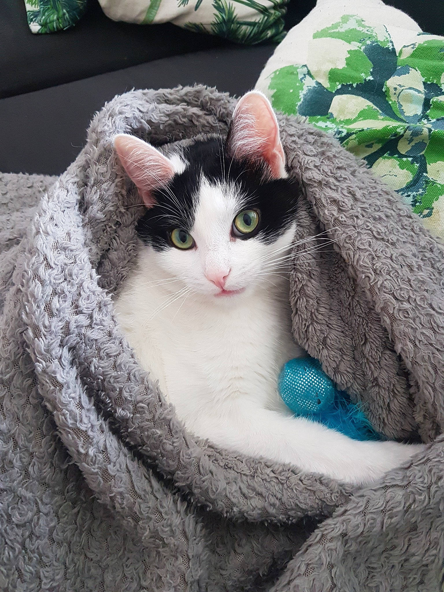 Népal participe au concours pour gagner de l'argent avec cette photo : aegean_cat, american_wirehair, carnivore, cat, domestic_short_haired_cat, european_shorthair, eye, felidae, fur, kitten, plant, polydactyl_cat, small_to_medium_sized_cats, turkish_van, whiskers