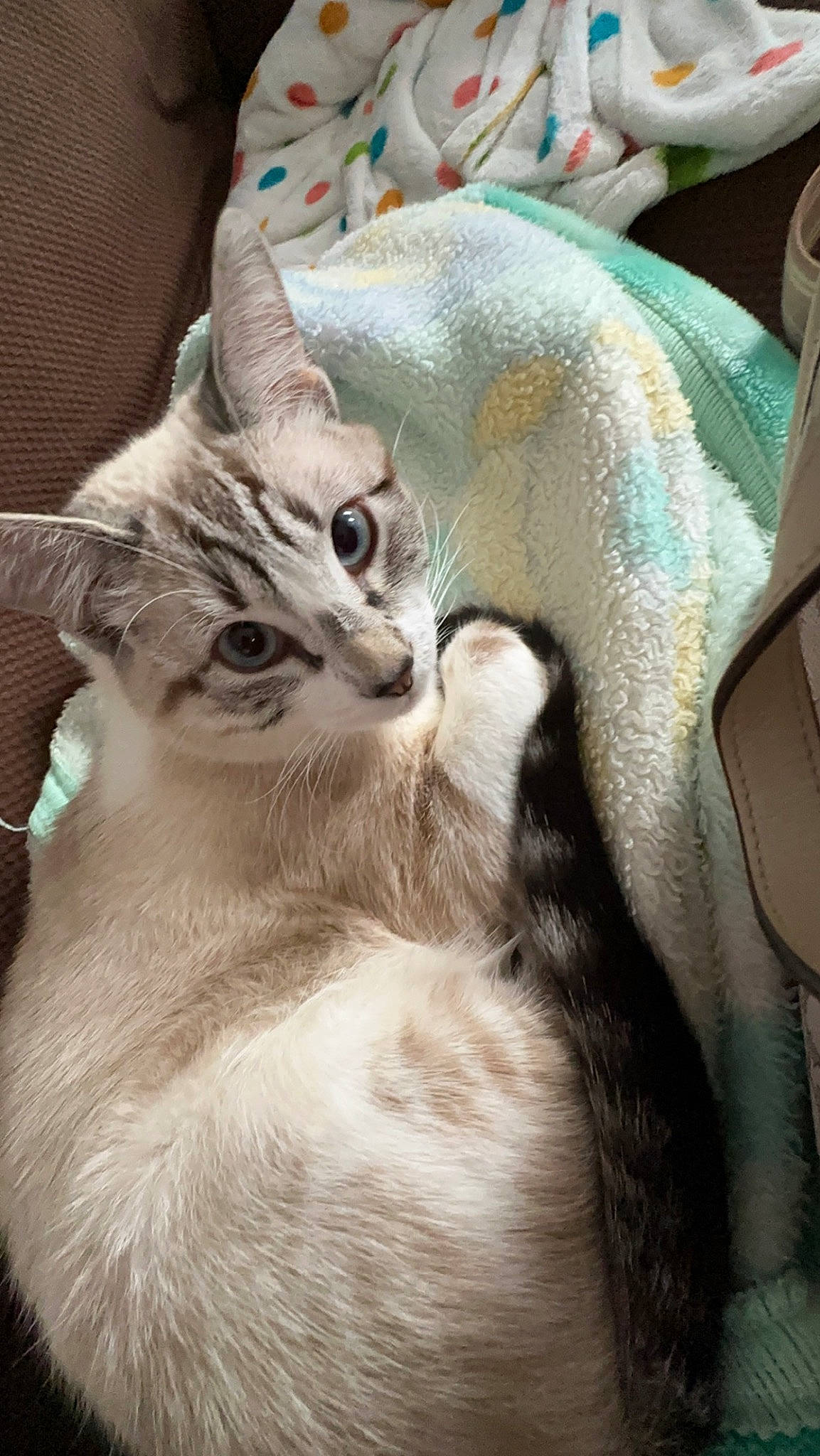 Blanco joined the competition — help win amazing prizes! carnivore, cat, cat_bed, cat_supply, claw, comfort, domestic_short_haired_cat, fawn, felidae, fur, mammal, paw, photo_caption, small_to_medium_sized_cats, tail, whiskers