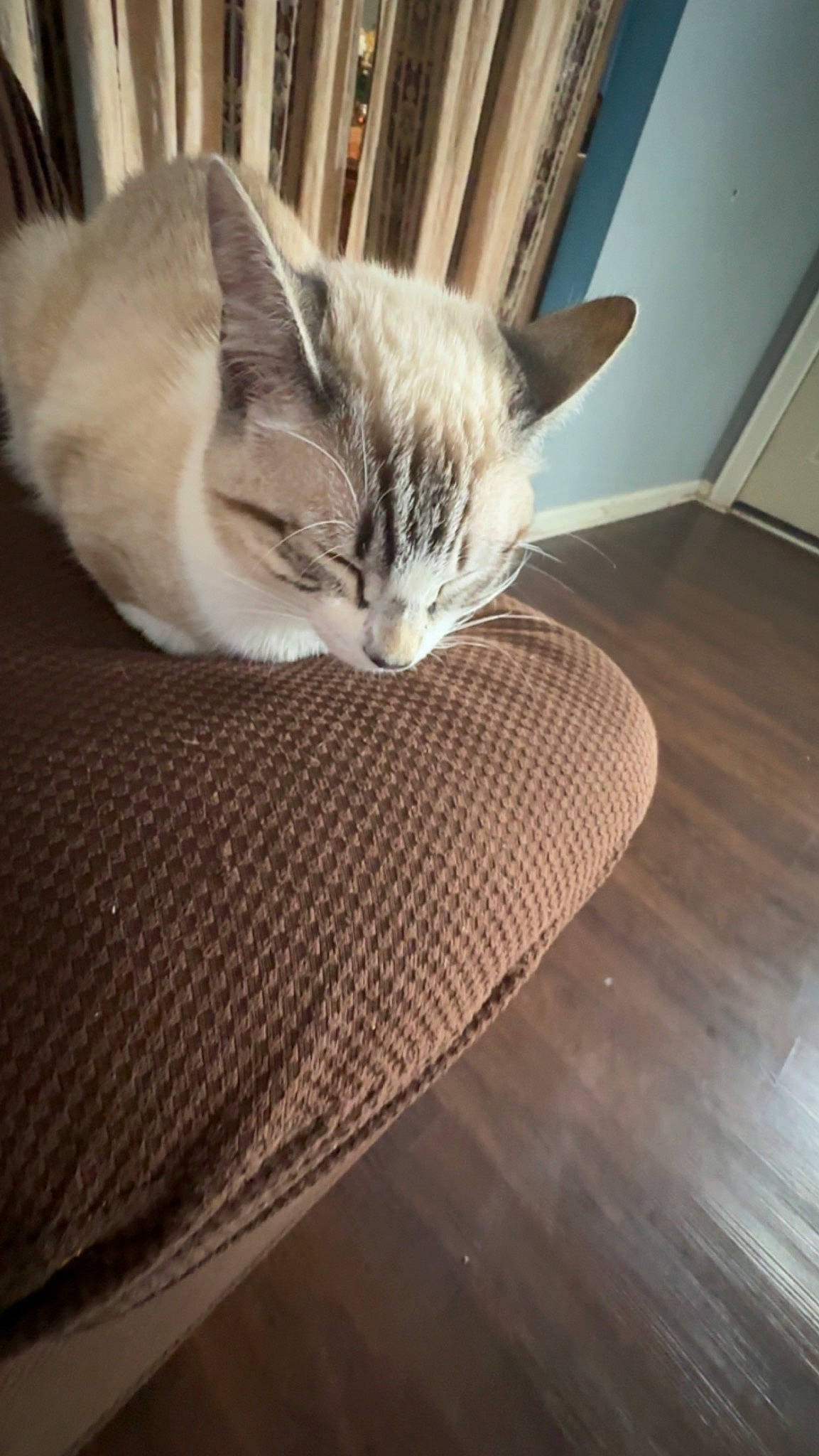 Blanco joined the competition — help win amazing prizes! bookcase, carnivore, cat, comfort, domestic_short_haired_cat, door, fawn, felidae, flooring, fur, hardwood, laminate_flooring, paw, small_to_medium_sized_cats, tail, varnish, whiskers, wood, wood_flooring, wood_stain