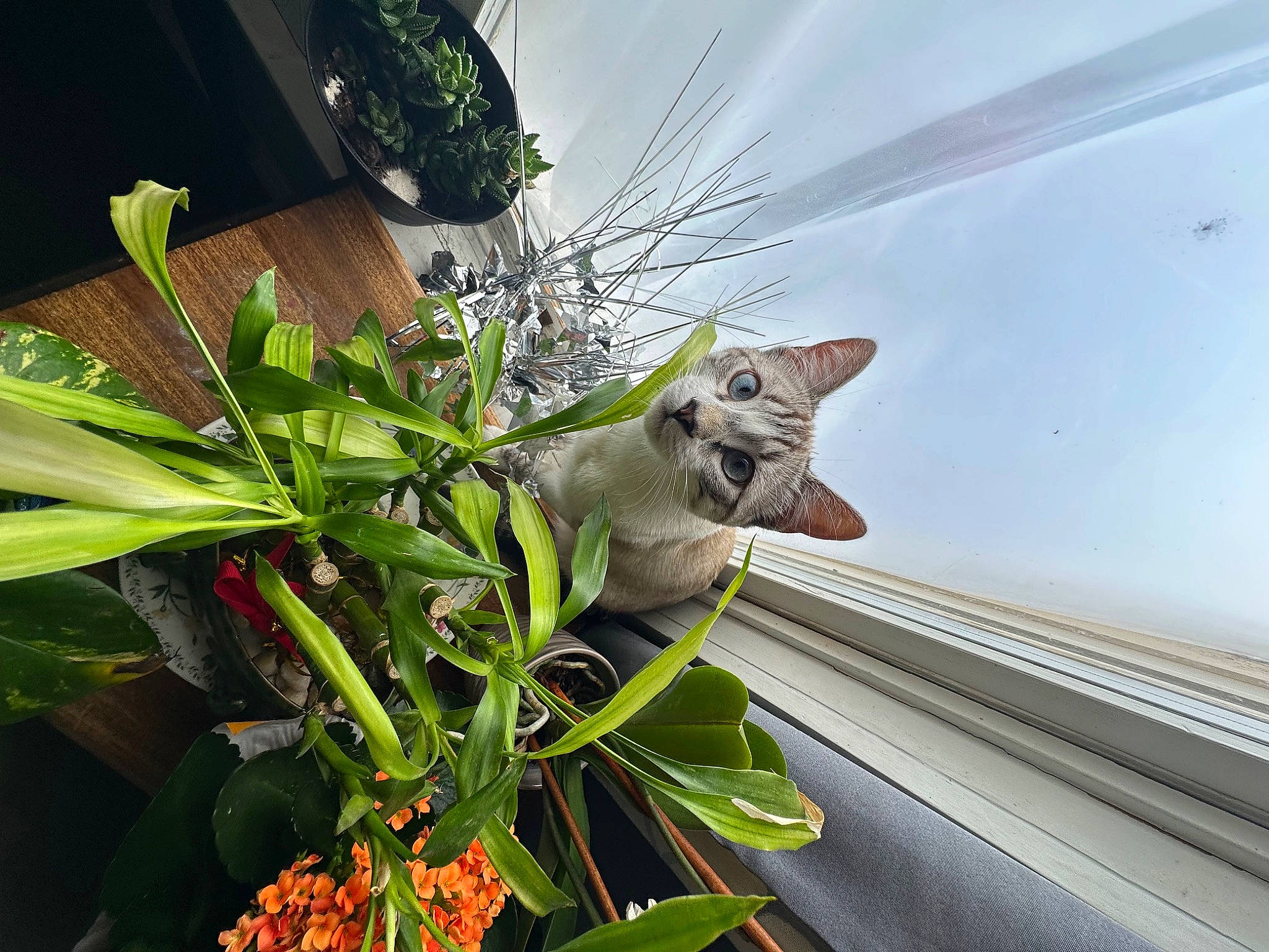 Blanco is registered to the contest to win money with this photo: arecales, cat, domestic_short_haired_cat, felidae, floristry, flower, flower_arranging, flowering_plant, flowerpot, grass, herbaceous_plant, houseplant, metal, motor_vehicle, plant, plant_stem, small_to_medium_sized_cats, terrestrial_plant, whiskers, wood