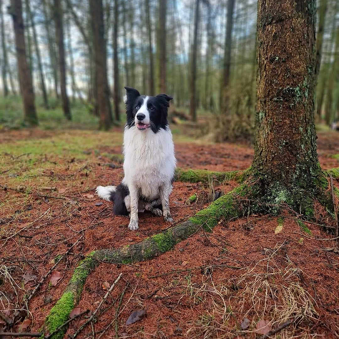 Logan joined the competition — help win amazing prizes! animal, canine, cockerspaniel, collie, dog, ground, grove, land, nature, outdoors, papillon, person, pet, plant, puppy, sitting, soil, tree, vegetation, woodland