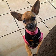 Gala is registered to the contest to win money with this photo: dog, small_dog, pet, chihuahua, ears, eyes, sweater, clothing, floor, tile_floor, indoor, curious, animal, paw, standing, looking_up, brown_dog, cute, companion, domestic_animal