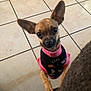 dog, small_dog, pet, chihuahua, ears, eyes, sweater, clothing, floor, tile_floor, indoor, curious, animal, paw, standing, looking_up, brown_dog, cute, companion, domestic_animal