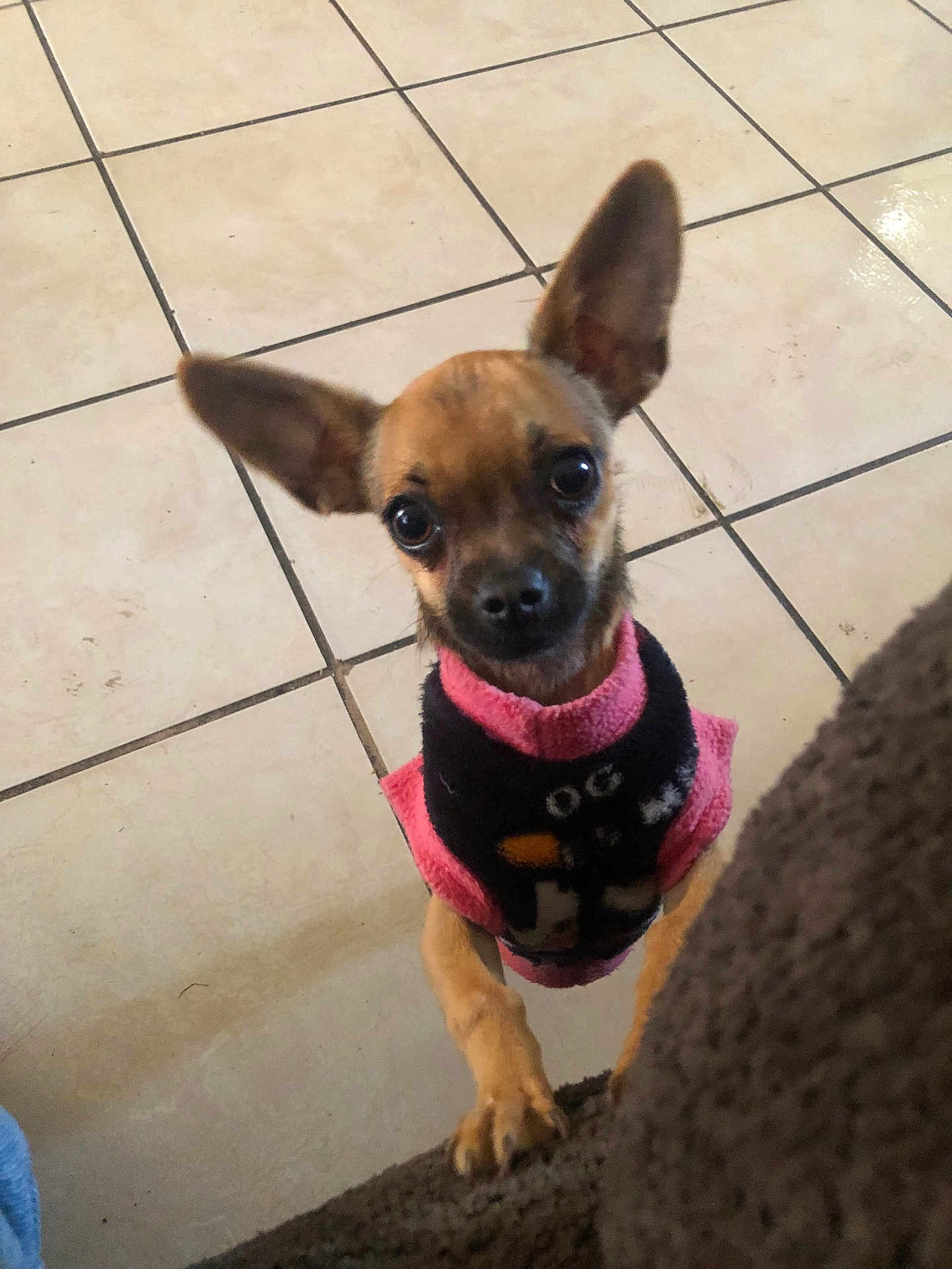 Gala is registered to the contest to win money with this photo: dog, small_dog, pet, chihuahua, ears, eyes, sweater, clothing, floor, tile_floor, indoor, curious, animal, paw, standing, looking_up, brown_dog, cute, companion, domestic_animal