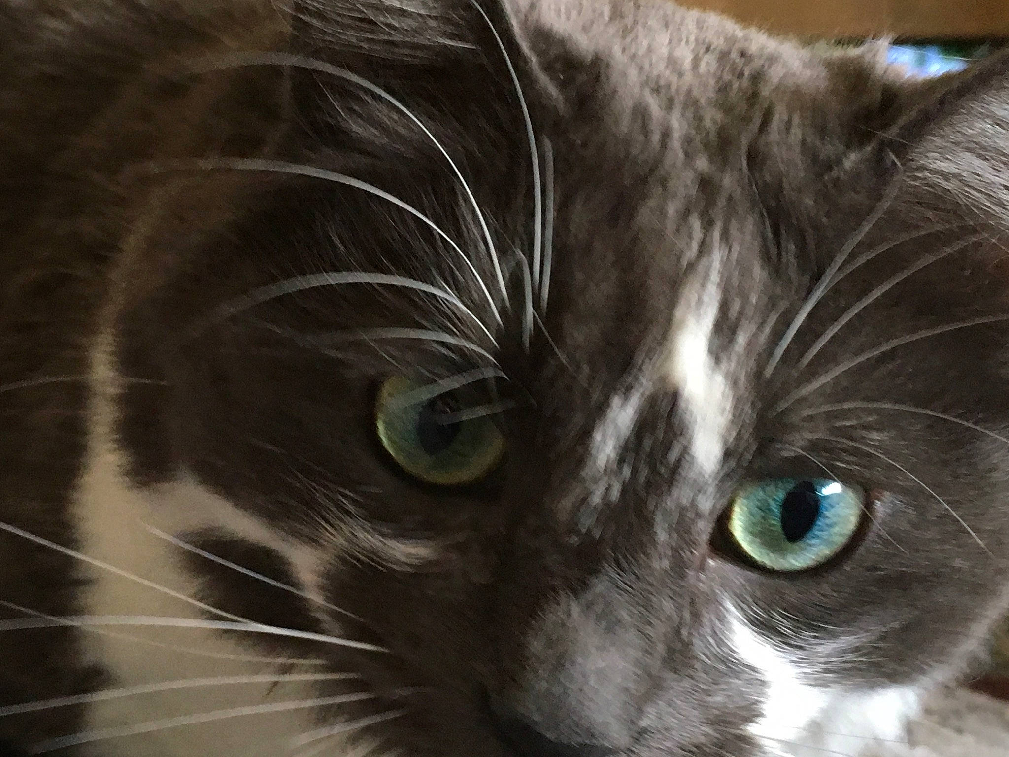 Maya a rejoint le concours — aidez-le/la à gagner de superbes lots ! american_curl, asian, black_and_white, black_cat, carnivore, cat, close_up, domestic_long_haired_cat, domestic_short_haired_cat, ear, eye, felidae, fur, iris, mammal, norwegian_forest_cat, ojos_azules, small_to_medium_sized_cats, snout, whiskers