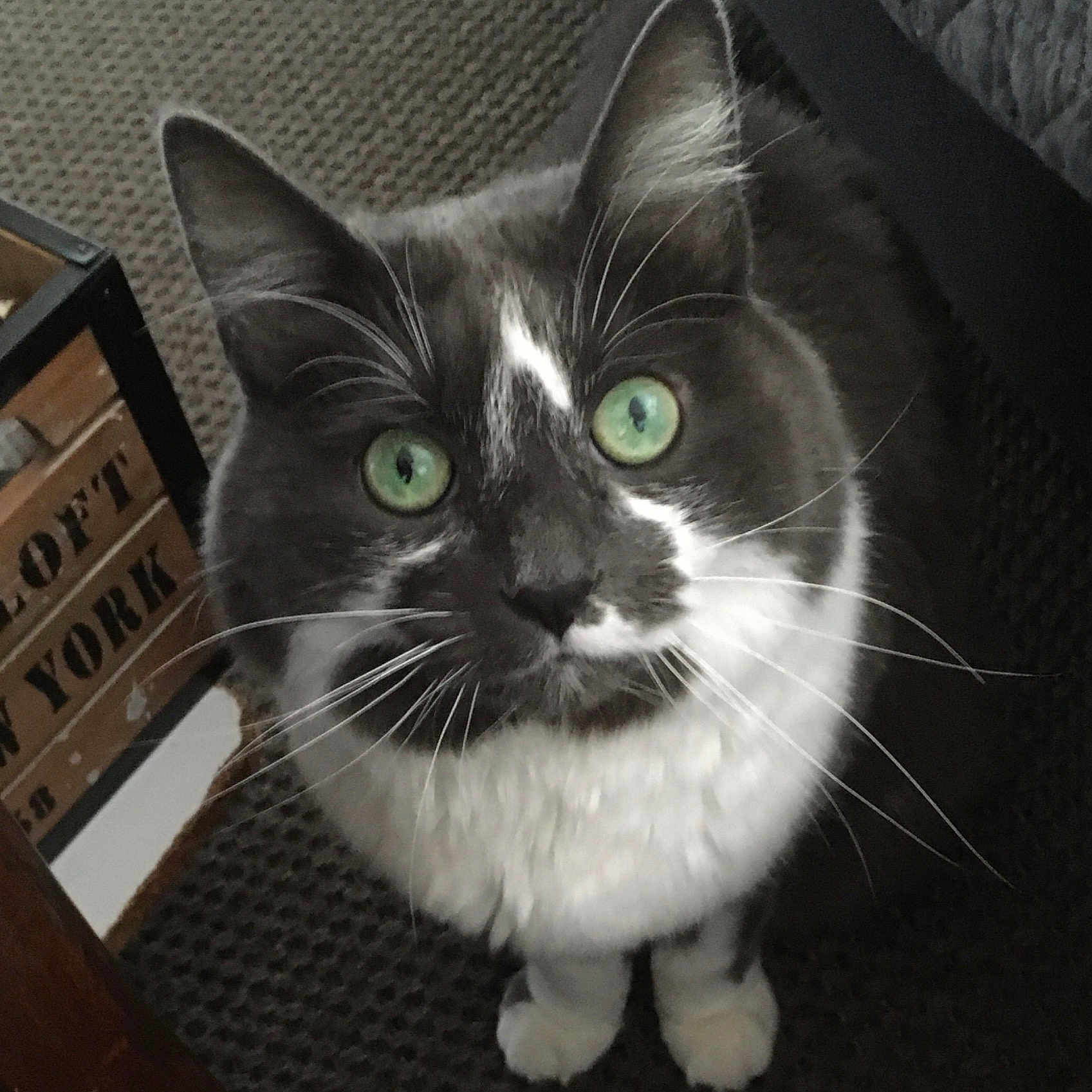Maya