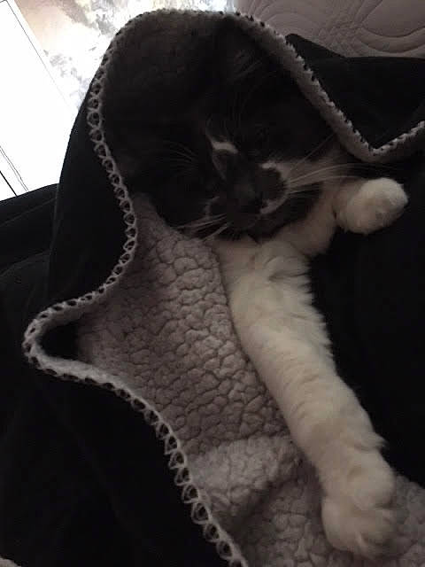 Maya participe au concours pour gagner de l'argent avec cette photo : black, black_cat, canidae, carnivore, cat, felidae, fur, paw, small_to_medium_sized_cats, tail, whiskers