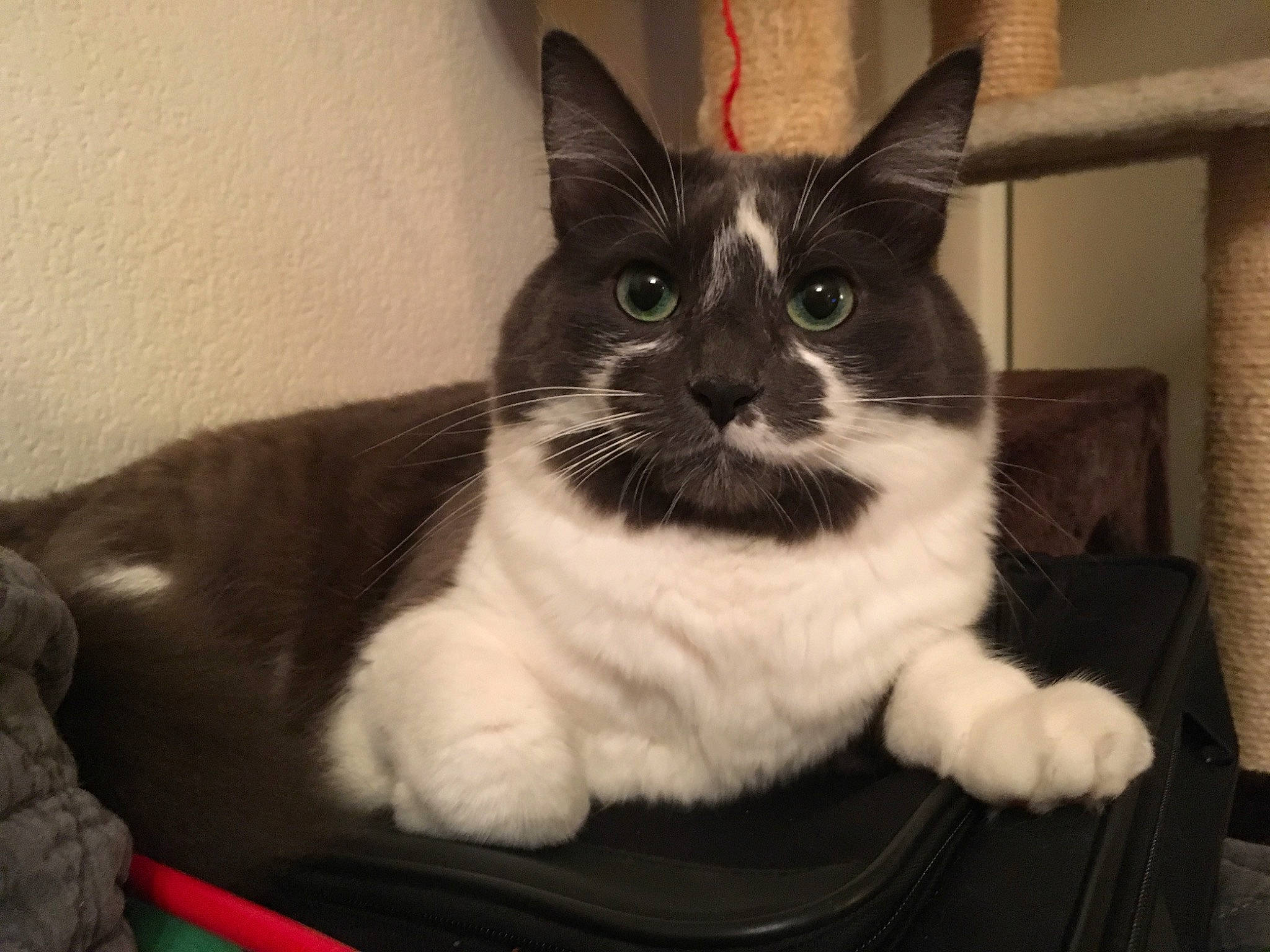 Maya a rejoint le concours — aidez-le/la à gagner de superbes lots ! asian, black_and_white, british_semi_longhair, carnivore, cat, domestic_long_haired_cat, domestic_short_haired_cat, european_shorthair, felidae, fur, kitten, mammal, norwegian_forest_cat, polydactyl_cat, ragamuffin, ragdoll, small_to_medium_sized_cats, snowshoe, vertebrate, whiskers