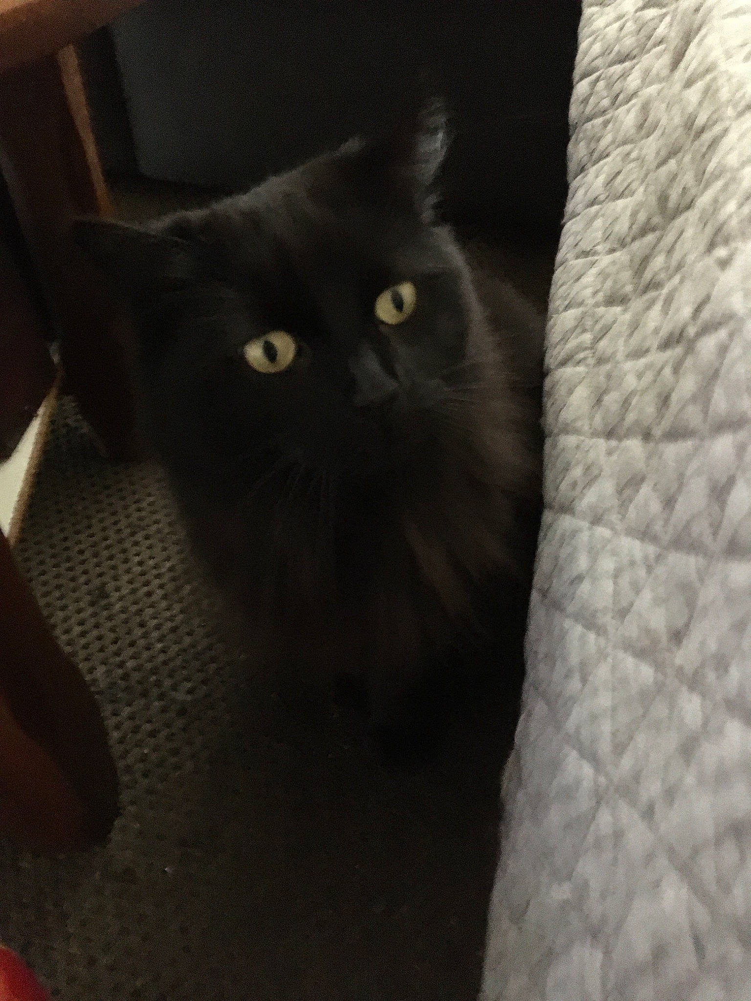 Chipie a rejoint le concours — aidez-le/la à gagner de superbes lots ! asian, black, black_cat, british_semi_longhair, british_shorthair, carnivore, cat, domestic_long_haired_cat, domestic_short_haired_cat, eye, felidae, fur, kitten, korat, mammal, nebelung, norwegian_forest_cat, small_to_medium_sized_cats, snout, whiskers