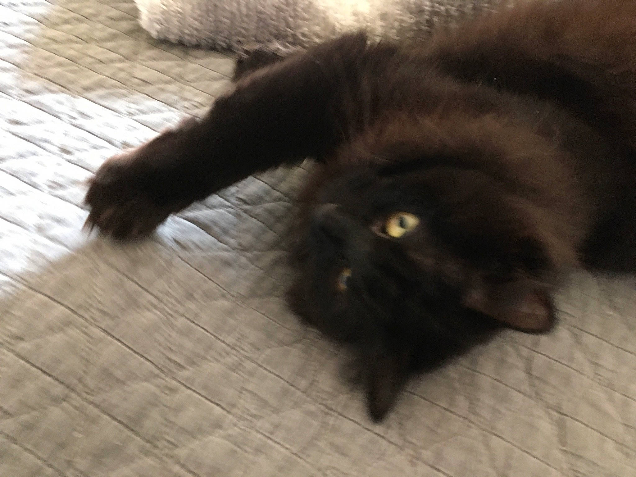 Chipie a rejoint le concours — aidez-le/la à gagner de superbes lots ! black_cat, burmese, carnivore, cat, claw, domestic_long_haired_cat, fawn, felidae, floor, flooring, fur, korat, nebelung, paw, persian, polydactyl_cat, small_to_medium_sized_cats, snout, tail, whiskers