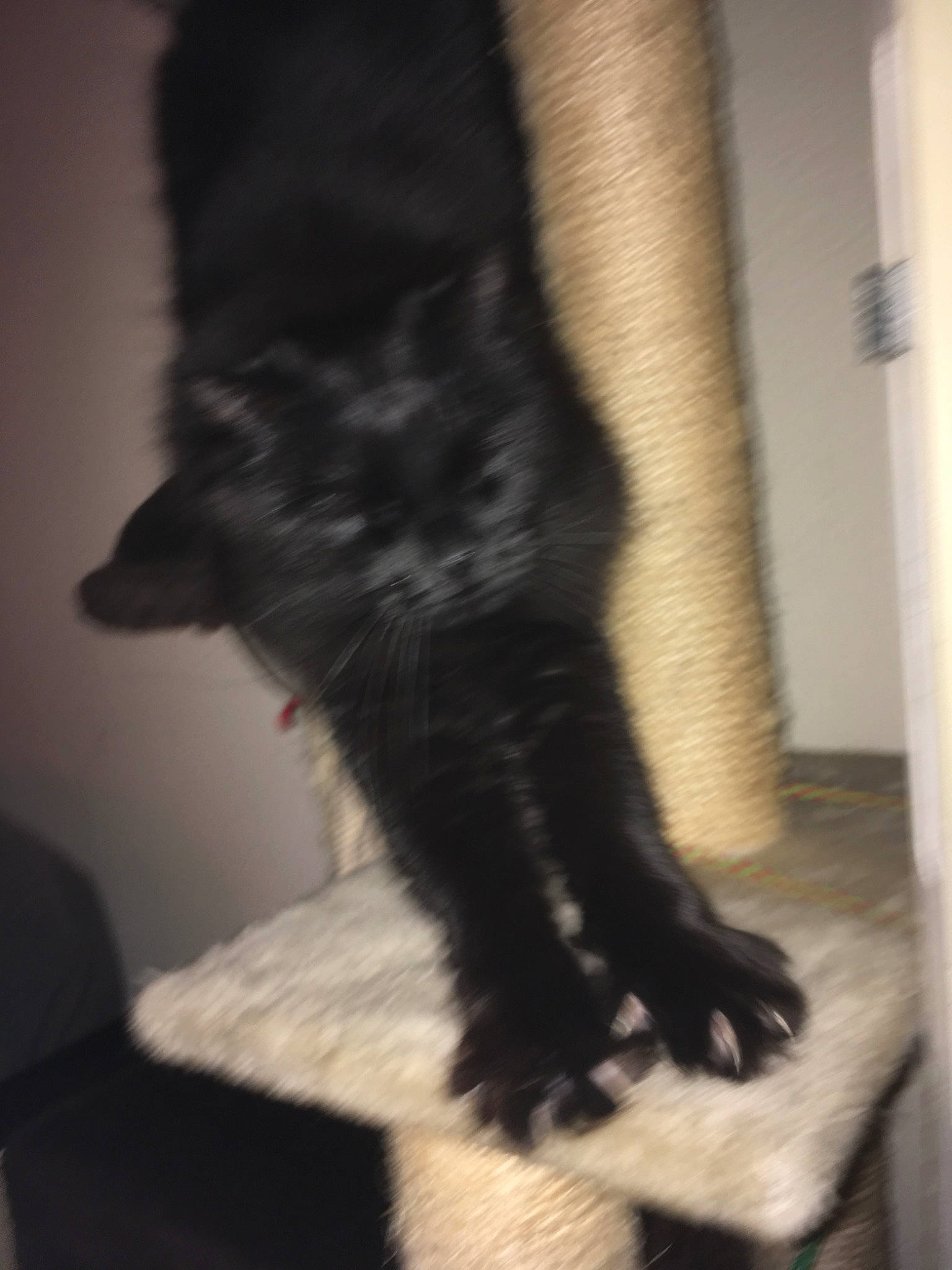 Chipie a rejoint le concours — aidez-le/la à gagner de superbes lots ! black, black_cat, canidae, carnivore, cat, dog_breed, fawn, felidae, fur, paw, small_to_medium_sized_cats, sporting_group, tail, whiskers