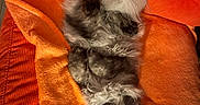 Alpha Bb a rejoint le concours — aidez-le/la à gagner de superbes lots ! animal, cat, comfortable, cozy, curled_up, cute, feline, fluffy, fur, gray, home, indoor, nap, orange_blanket, orange_cushion, pet, relaxed, resting, sleeping, soft