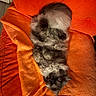 Alpha Bb a rejoint le concours — aidez-le/la à gagner de superbes lots ! cat, fluffy, gray, sleeping, curled_up, orange_blanket, orange_cushion, cozy, indoor, pet, fur, resting, comfortable, soft, home, animal, cute, relaxed, feline, nap