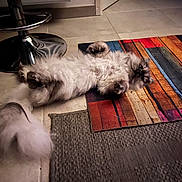 Alpha Bb participe au concours pour gagner de l'argent avec cette photo : animal, cat, colorful, companion, cute, floor, fluffy, furry, home, indoor, lying_down, metal, pet, playful, relaxed, rug, stool, striped_rug, tail, tile_floor