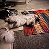 animal, cat, colorful, companion, cute, floor, fluffy, furry, home, indoor, lying_down, metal, pet, playful, relaxed, rug, stool, striped_rug, tail, tile_floor