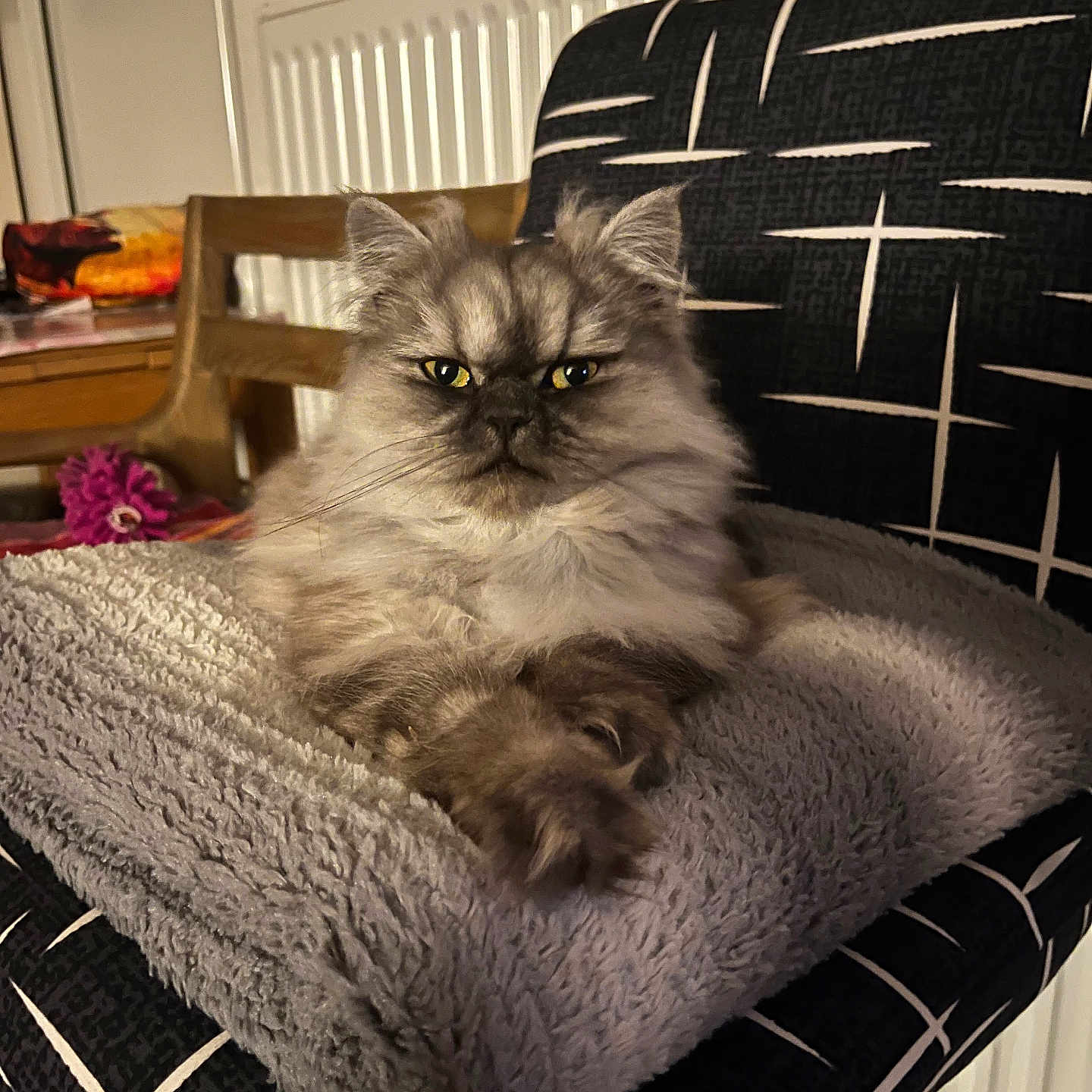 Alpha Bb participe au concours pour gagner de l'argent avec cette photo : cat, fluffy, gray_cat, pet, indoor, blanket, chair, furniture, cozy, relaxed, animal, home, domestic, resting, cute, fur, whiskers, yellow_eyes, soft, mammal