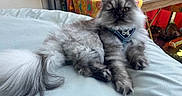 Alpha Bb a rejoint le concours — aidez-le/la à gagner de superbes lots ! cat, fluffy, gray_cat, indoor, cushion, harness, table, colorful, relaxed, pet, animal, fur, whiskers, tail, mammal, domestic, resting, cozy, background, furniture