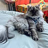 cat, fluffy, gray_cat, indoor, cushion, harness, table, colorful, relaxed, pet, animal, fur, whiskers, tail, mammal, domestic, resting, cozy, background, furniture