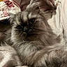 Alpha Bb a rejoint le concours — aidez-le/la à gagner de superbes lots ! cat, fluffy, grey, pet, bed, quilt, fur, animal, cute, indoor, relaxed, cozy, whiskers, portrait, feline, looking, closeup, soft, domestic, resting