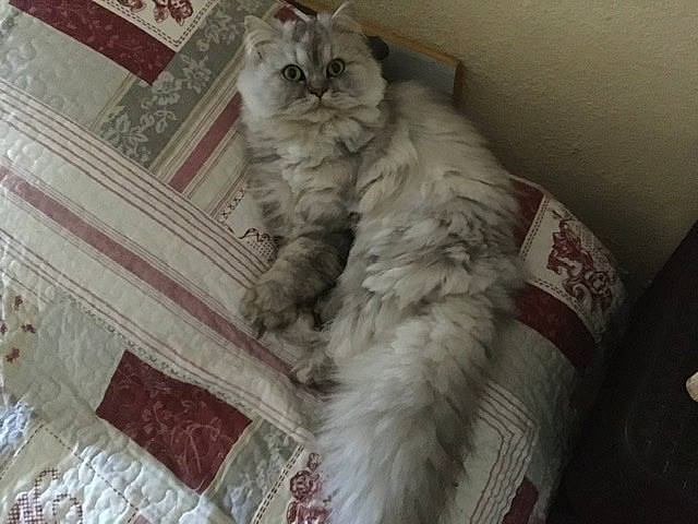 Nemo participe au concours pour gagner de l'argent avec cette photo : american_curl, asian, british_longhair, british_semi_longhair, carnivore, cat, domestic_long_haired_cat, fawn, felidae, fur, kitten, maine_coon, norwegian_forest_cat, persian, ragamuffin, siberian, small_to_medium_sized_cats, tail, turkish_angora, whiskers