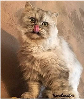 Nemo a rejoint le concours — aidez-le/la à gagner de superbes lots ! asian, asian_semi_longhair, british_longhair, british_semi_longhair, carnivore, cat, domestic_long_haired_cat, fawn, felidae, himalayan, kitten, mammal, napoleon_cat, persian, photo_caption, ragdoll, siberian, small_to_medium_sized_cats, snout, whiskers