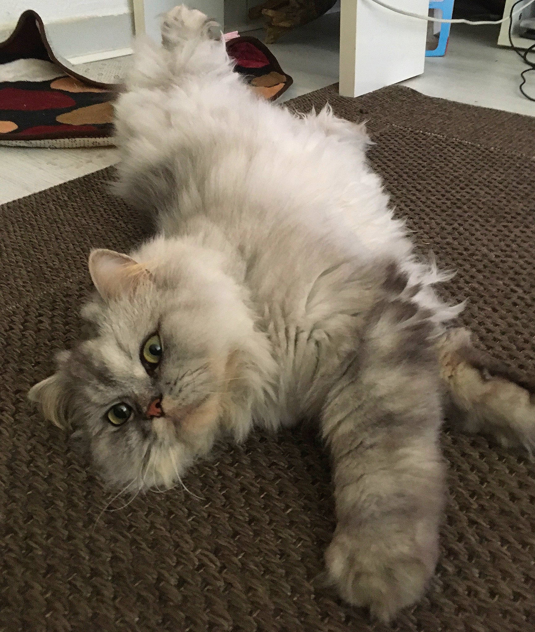 Nemo participe au concours pour gagner de l'argent avec cette photo : asian_semi_longhair, british_longhair, british_semi_longhair, carnivore, cat, domestic_long_haired_cat, eye, felidae, fur, himalayan, kitten, mammal, norwegian_forest_cat, persian, ragamuffin, ragdoll, small_to_medium_sized_cats, tail, turkish_angora, whiskers