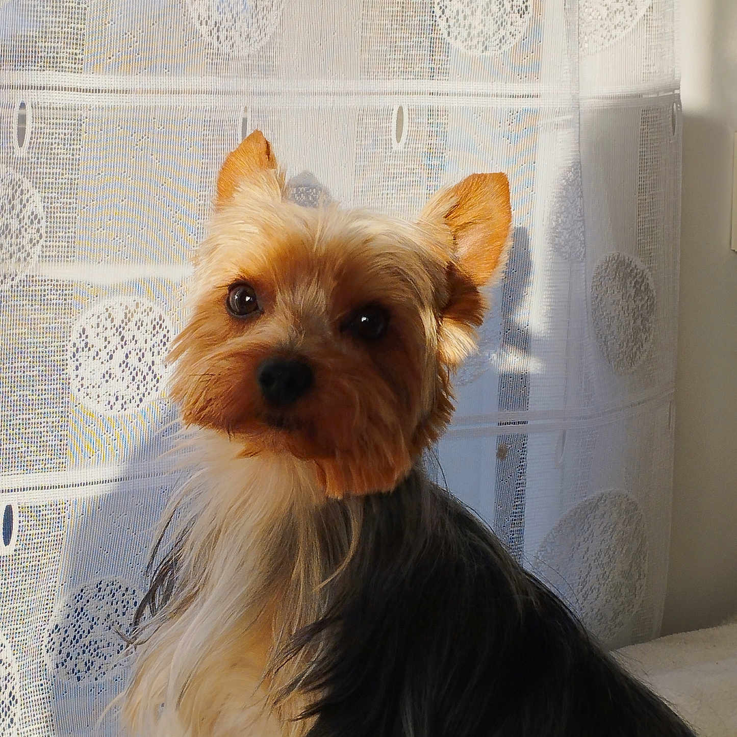 Ulysse participe au concours pour gagner de l'argent avec cette photo : adorable, animal, close_up, companion, curtain, cute, dog, domestic_animal, ears, eyes, fluffy, fur, indoor, looking_at_camera, pet, portrait, shadow, small_dog, sunlight, yorkshire_terrier