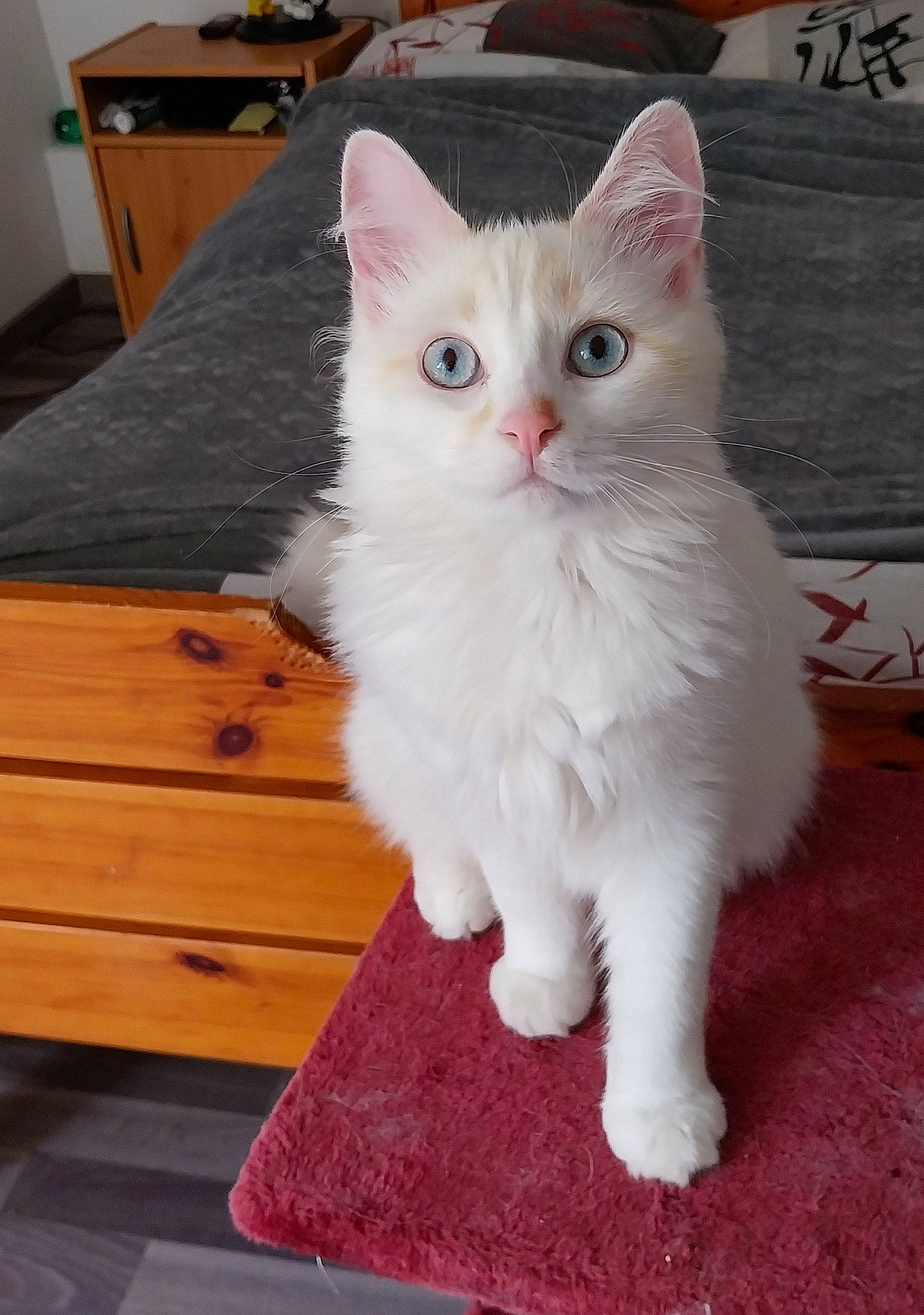 Wendy participe au concours pour gagner de l'argent avec cette photo : carnivore, cat, claw, domestic_short_haired_cat, eye, felidae, flooring, foot, fur, hardwood, paw, plank, small_to_medium_sized_cats, snout, tail, varnish, whiskers, wood, wood_stain