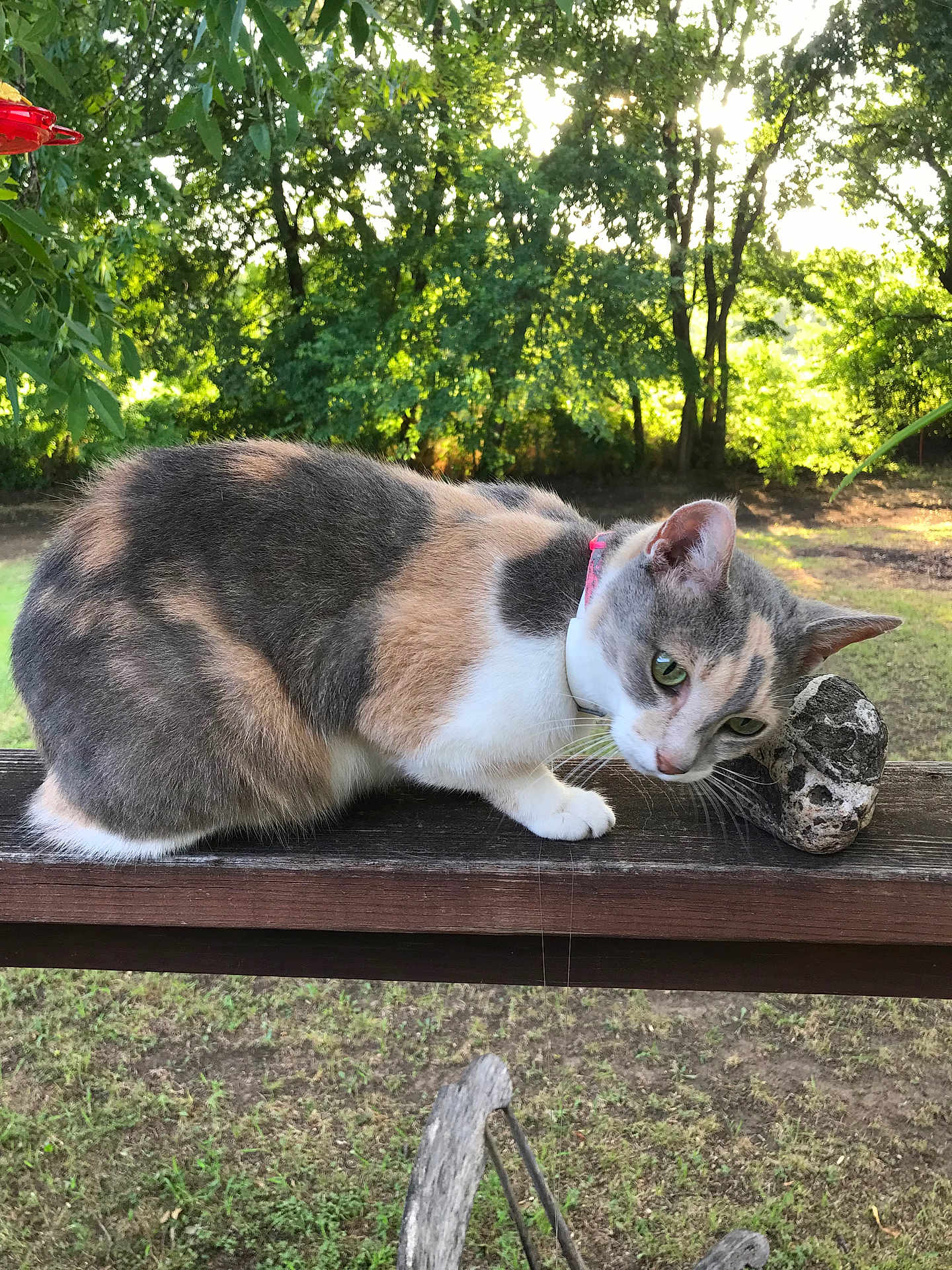 Ms Kitty joined the competition — help win amazing prizes! cat, calico, animal, outdoor, wooden_railing, rock, greenery, trees, sunlight, nature, curious, pet, feline, closeup, grass, daylight, collar, whiskers, mammal, playful