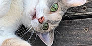 Ms Kitty is registered to the contest to win money with this photo: cat, green_eyes, paw, wooden_floor, relaxed, pet, fur, whiskers, close_up, animal, cute, domestic_cat, outdoor, laying_down, pink_nose, ear, tabby, white_fur, curious, portrait