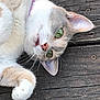 cat, green_eyes, paw, wooden_floor, relaxed, pet, fur, whiskers, close_up, animal, cute, domestic_cat, outdoor, laying_down, pink_nose, ear, tabby, white_fur, curious, portrait